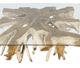 YHD Genesis Glass Top Coffee Table with Brown Base-1