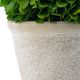 A & B Home Green Preserved Boxwood Potted Ball-2