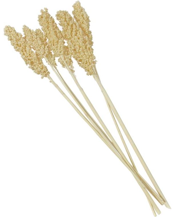 Deco Marche Cream Dried Plant Corn Maze Grass Natural Foliage with Long Stems-1