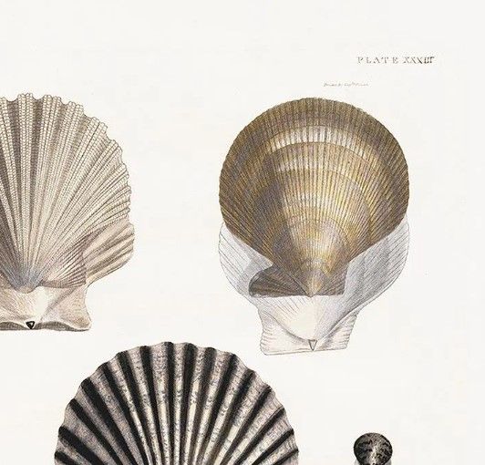 Classy Art Vintage Shell I by Kelly Donovan Wall Art-1