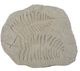 A & B Home Off-White Fern Fossil Accent-0