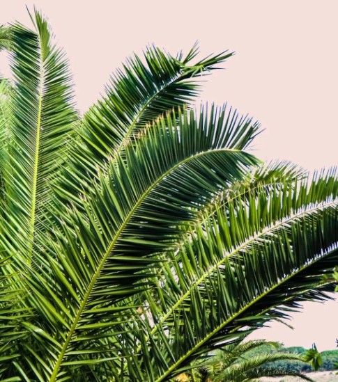 Classy Art Tropical Leaves on Blush I by Acosta Wall Art-1