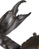 Currey & Company Dark Brown Crab Sculpture-3