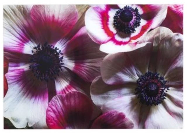 YHD Anemone I Wall Art-0