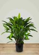 Le Present Calathea Green 34" Faux Botanical Plant-2