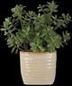 Uttermost® Crassula Jade Green Accent Plant-2