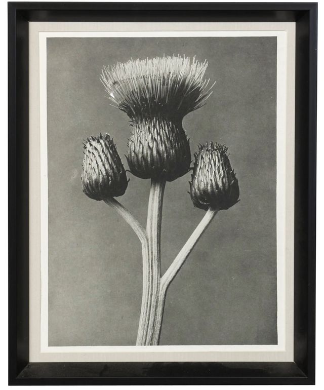 Stylecraft Plant I Blossfeldt Wall Art-0