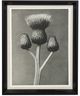 Stylecraft Plant I Blossfeldt Wall Art-0