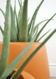 Le Present Green Aloe-5