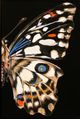 Stylecraft 2-Piece Custom Stand Butterfly Wall Art Set-2