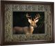 Classy Living Tony Campbell Double Matted White Tail Buck Wall Art-3