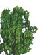 A & B Home Green Boxwood-1
