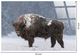 Classy Living Resiliant Winter Majesty Wall Art-2