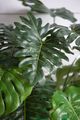 A & B Home Green Sellom Leaf-2
