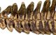 A & B Home Antique Gold Distinctive Tray-2