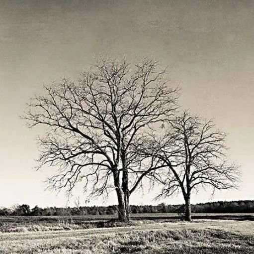Classy Art Early Spring Silhouette II by Jennifer Rigsby Wall Art-0