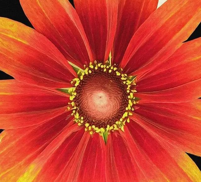 Classy Art Black and Bloom II by James Burghardt Wall Art-1