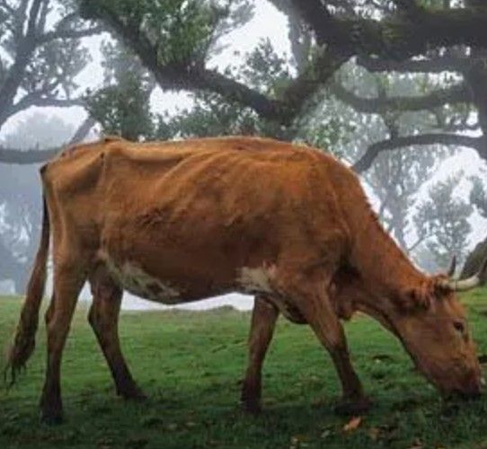 Classy Art Cow in the Fog by Martin Podt Wall Art-1
