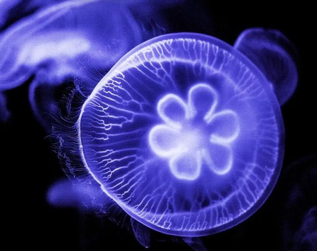 Classy Art Jelly Blue Wall Art-1