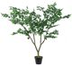 A & B Home Green 43" Polyscias Fruticosa Tree in Pot-0