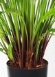 Le Present Calathea Green 34" Faux Botanical Plant-1