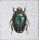 StyleCraft Beetles and Butterflies II Wall Art-1