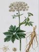 Stylecraft Antique Turpin Botanical I Brown/Green Wall Art-1