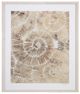 Bassett Mirror Fossil Nautilus lI Framed Print-0