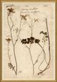 Magnolia Home by Joanna Gaines Pressed Floral V Wall Art-0