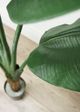 Le Present Ravenala Green 52" Faux Botanical-2
