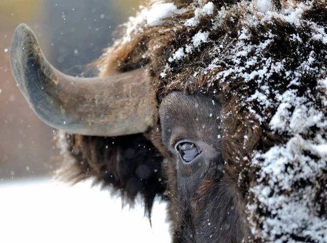 Classy Art Snowy Bison Wall Art-1