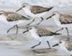 Stylecraft Sandpipers I Light Blue/Taupe/White Wall Art-1