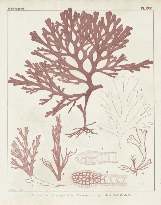 Classy Living Vision Studio Antique Coral Seaweed II Wall Art-1