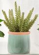 Giftcraft 3-Piece Green Assorted Greenery in Ceramic Pot Set-2