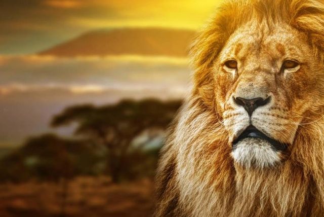 Classy Art Lion Safari Wall Art-0
