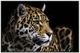 Crestview Collection Jag Black/Light Brown/White Wall Art-0
