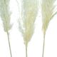 A & B Home White Dried Natural Pampas Grass Bundle-2
