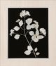 StyleCraft Nature White on Black IV Wall Art-1