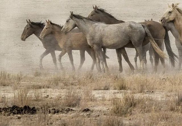 Classy Art Roaming Free by Danita Delimont Wall Art-1