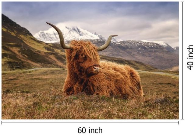 Classy Living Highland Cow II Wall Art-2