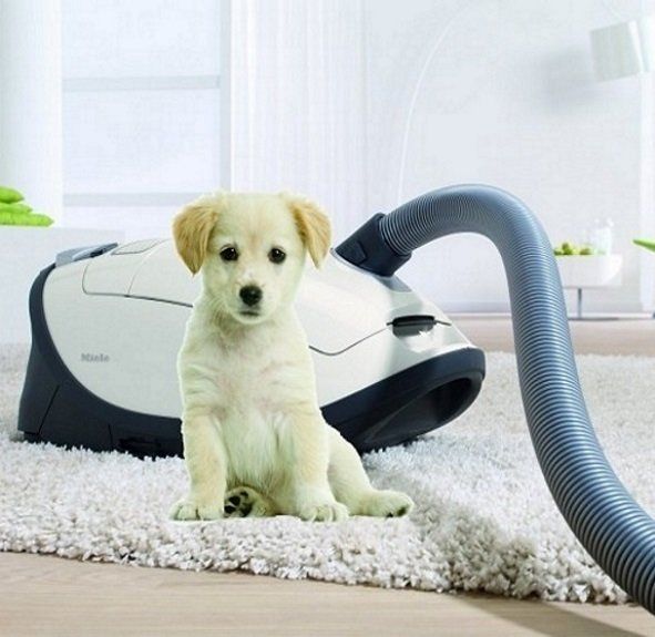 Miele Complete C3 Cat & Dog Lotus White Canister Vacuum - Complete C3-Cat & Dog-2