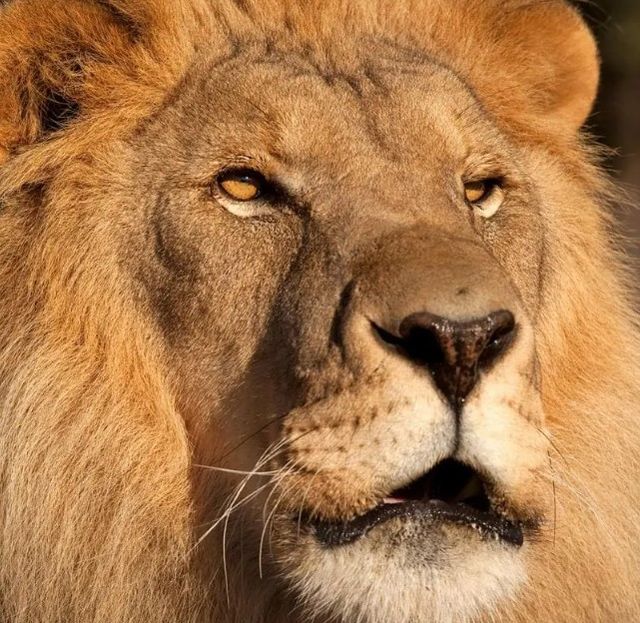 Classy Art Lion at Sunset by Jimmy’z Wall Art-1