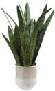 Uttermost® Sansera Snake Baige/Tan Accent Plant-4