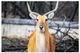 YHD Aepyceros Wall Art-0