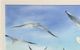 Stylecraft Sea Flight Blue/Blue-Green/Light Blue/White Wall Art -2