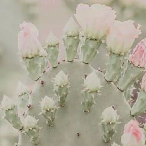 Classy Art Blooms Abound III by Jennifer Rigsby Wall Art-1