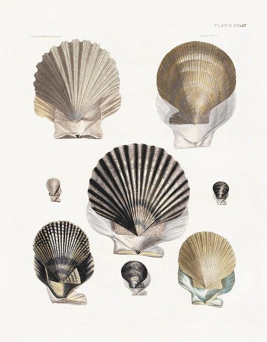 Classy Art Vintage Shell I by Kelly Donovan Wall Art-0