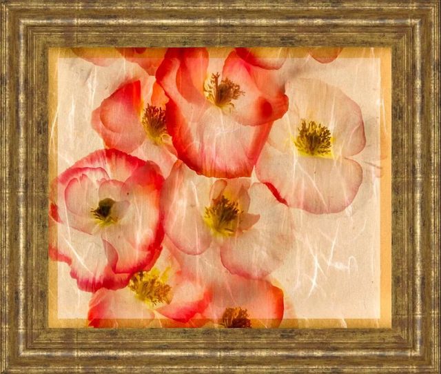 Classy Art Papaver Dreams III by Harold Davis Wall Art-0