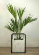 Le Present Kentia Green Faux Botanical Palm-4