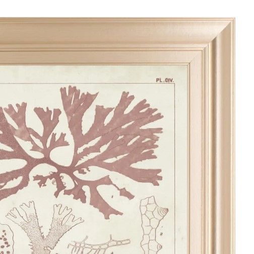 Classy Art Antique Coral Seaweed III by Vision Studio Wall Art-1